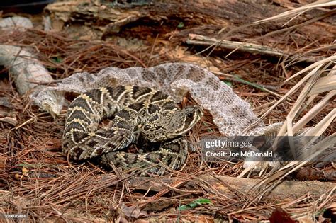 Diamondback Rattlesnake Shedding Skin High-Res Stock Photo - Getty Images