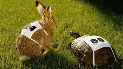 What is the moral lesson of the story about the rabbit and turtle ...