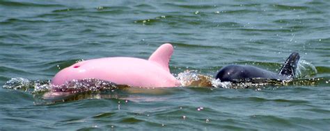 Rare Pink Dolphin Might Be Pregnant | Discovery Blog | Discovery