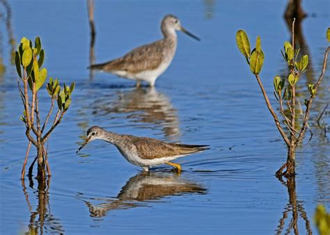 Merritt Island National Wildlife Refuge – Imagine Our Florida, Inc