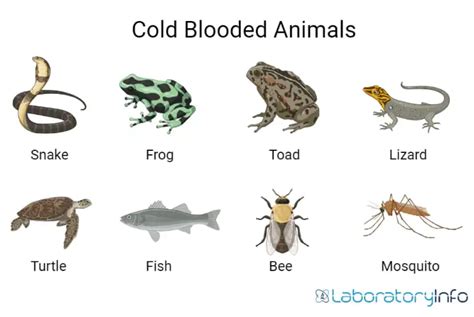 Cold-blooded Vs Warm-blooded animals - Definition, Examples list and Differences