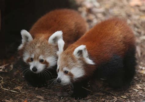 Red Pandas Need Names!