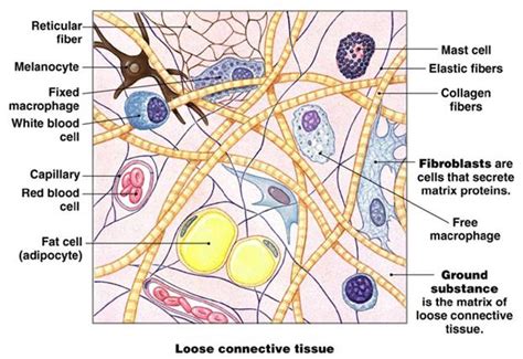 CONNECTIVE TISSUES