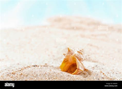 Shells on sandy beach Stock Photo - Alamy