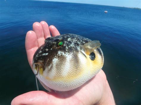 Fish Facts: Southern Smooth Puffer - Sphoeroides Nephelus - The Jump