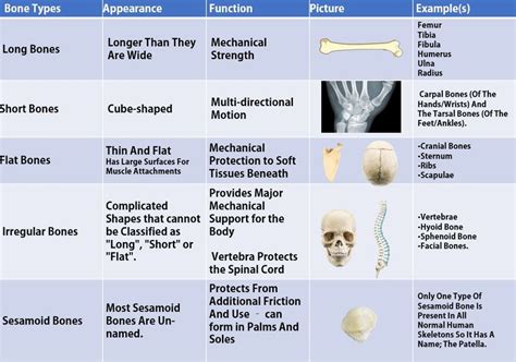 BONES AND SKELETAL TISSUES - SCIENTIST CINDY