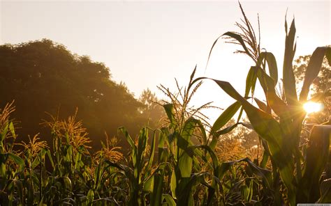 Corn Field Wallpapers - Top Free Corn Field Backgrounds - WallpaperAccess