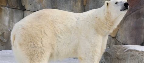 Assiniboine Park Zoo Prepares to Bid Fond Farewell to Two Polar Bears ...