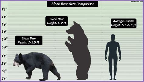 Black Bear Size: How Big Are They? Compared With Others