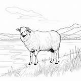 Sheep Coloring Page Realistic Animal Portrait With Blue Skies  Premium sketch template