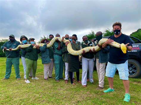 PICS | Ezemvelo KZN Wildlife staff get up close and personal with ...