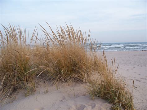 Free photo: Beach Grass - Beach, Blowing, Close-up - Free Download - Jooinn