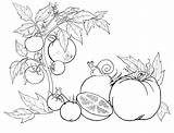 Tomatoes coloring Pages To Download And Print For Free sketch template