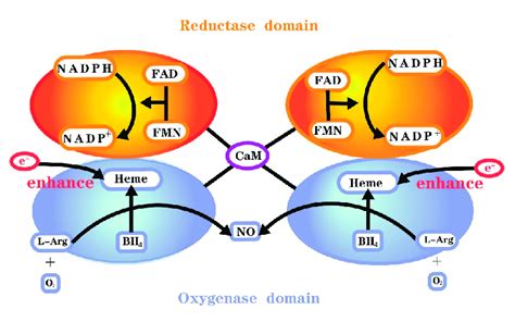 Functional nitric oxide synthase structure. | Download Scientific Diagram