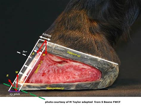 Gross Anatomy and Physiology of the Equine Hoof Part 1 - Scientific ...