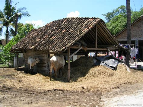 Mempersiapan Kandang Ternak Sapi Potong | Pembudidayaan Tumbuhan dan Peternakan