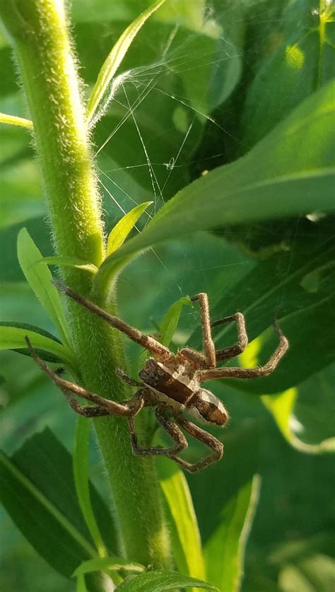 Wolf spider? Eyes are visible if zoomed! : r/spiders