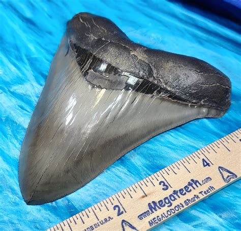 MASSIVE Museum Quality Megalodon Shark Tooth · L1: 5.55 L2: 5.38 · MegaTeeth