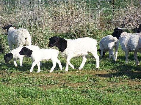 Dorper Sheep Farming - Learn Natural Farming | Sheep breeds, Sheep ...