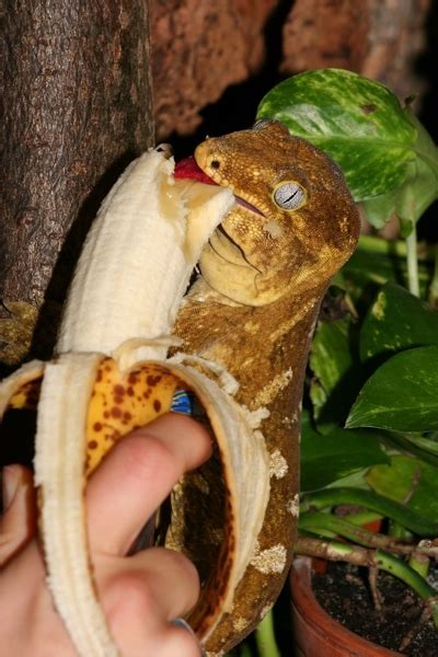 Giant Gecko pair ( leachianus leachianus ) - Reptile Forums