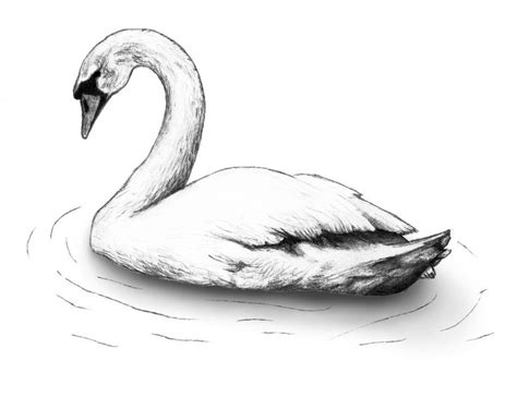 Best 12 Swan ideas on Pinterest | Swans, Swan drawing and To draw