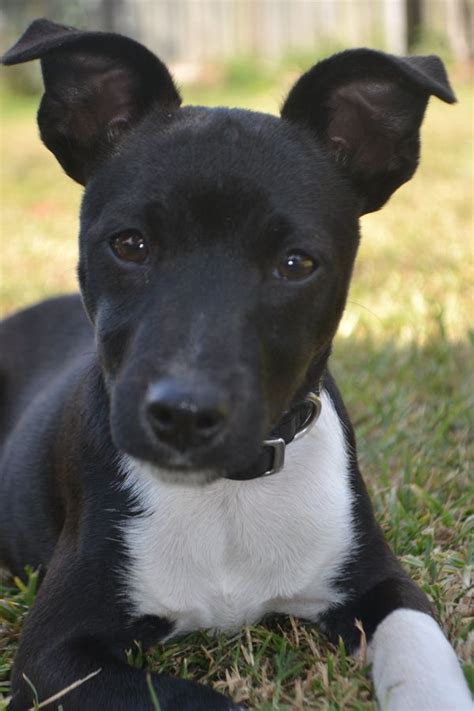 a black and white dog laying in the grass