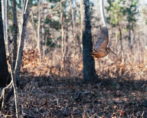 Understanding the Fall Woodcock Migration - Project Upland