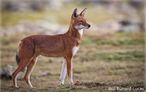 Managing disease in Ethiopian wolves | PANORAMA