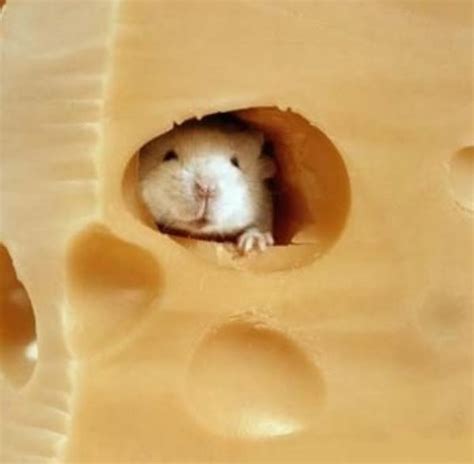 22 Animals Desperately Trying To Be Good At Playing Hide-And-Seek – Pulptastic