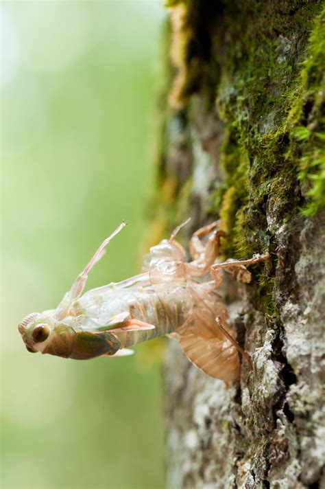 Within the Chronicles' Frame: Cicada Molting Process