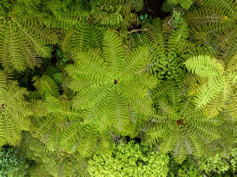 970+ New Zealand Tree Fern Stock Photos, Pictures & Royalty-Free Images ...