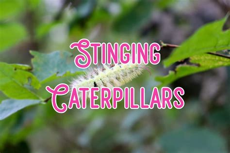 14 Stinging Caterpillars (Some Are Highly Poisonous)