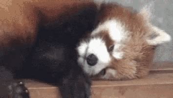 Red Panda GIF - RedPanda Redp - Discover & Share GIFs