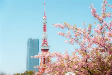 1,000+ Tokyo Tower Cherry Blossom Stock Photos, Pictures & Royalty-Free ...