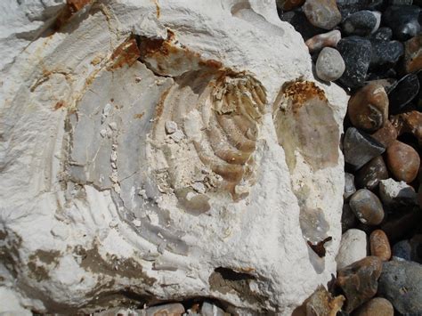 Large Inoceramus bivalve in chalk – UK Fossil Collecting