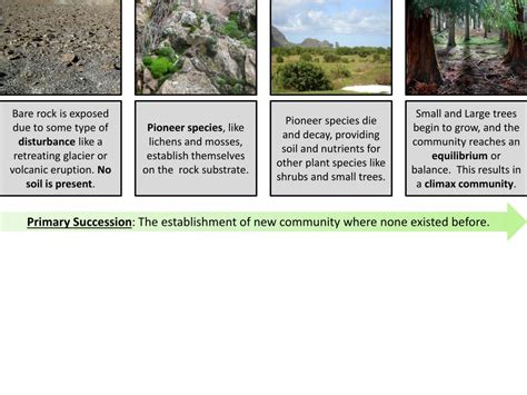 PPT - Pioneer species , like lichens and mosses, establish themselves ...