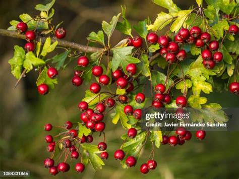 876 Hawthorn Berries Stock Photos, High-Res Pictures, and Images - Getty Images