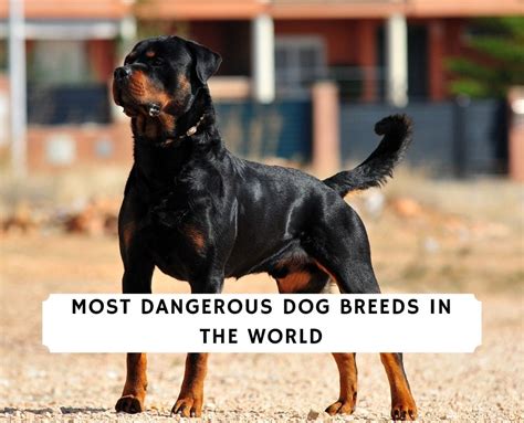 Are Some Dog Breeds More Dangerous Than Others