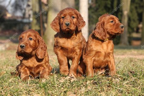 Irish Red Setter Puppies in nature — Stock Photo © Zuzule #38334299