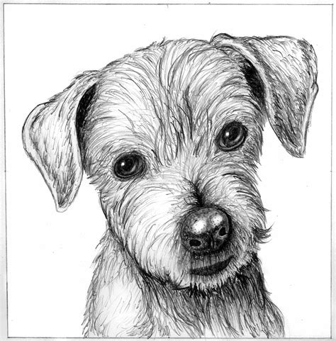 Dog's Sketch picture, by rssatnam for: line work drawing contest - Pxleyes.com