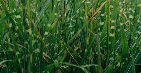 Close-up of Green Grass · Free Stock Photo