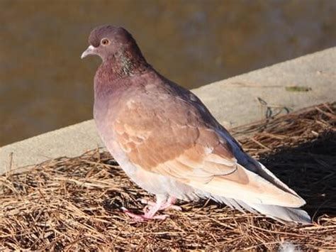 Rock Pigeon | Celebrate Urban Birds