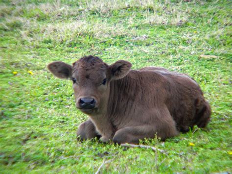 LANDYWOOD CATTLE RANCH: Limousin Baby Calves