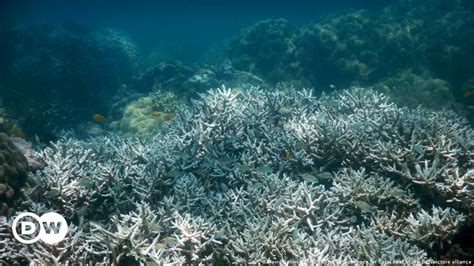 Climate change is killing the world's coral reefs: study – DW – 10/05/2021