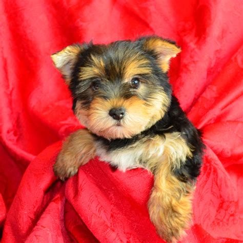 Male Yorkie Puppies For Sale | Fancy Pups