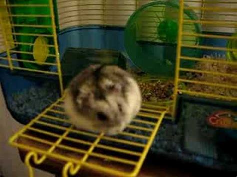 Winter white hamster - Flurstinburg - YouTube