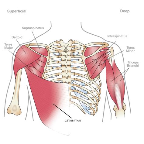 Shoulder Anatomy and Rotator Cuff Injury - Body Complete