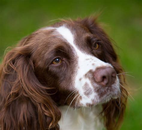 English Springer Spaniel Breed Guide - Learn about the English Springer Spaniel.