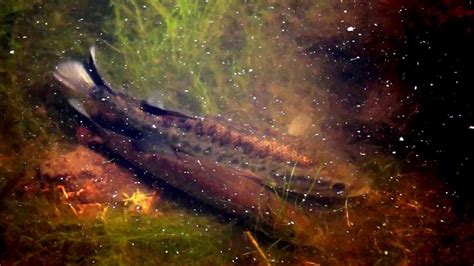 Largemouth bass spawning at Heather Farms, Walnut Creek, CA - YouTube