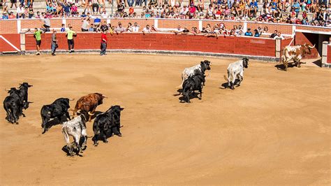 Bullfighting (Corrida de Toros) 2024 in Madrid - Rove.me